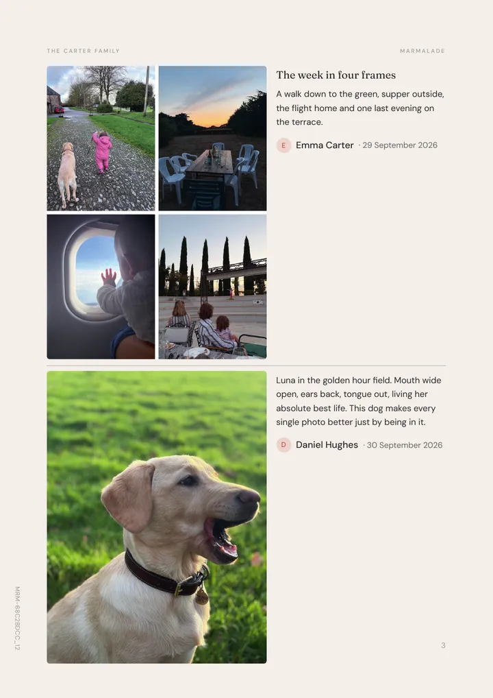 A collage of four photos from the week, and a dog in a field