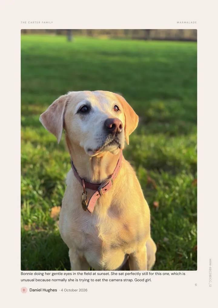 A full page photo of a dog sitting in a field